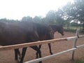 Stable LjubiÃÂevo - Pozarevac Serbia